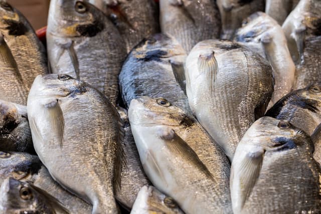 FISH.