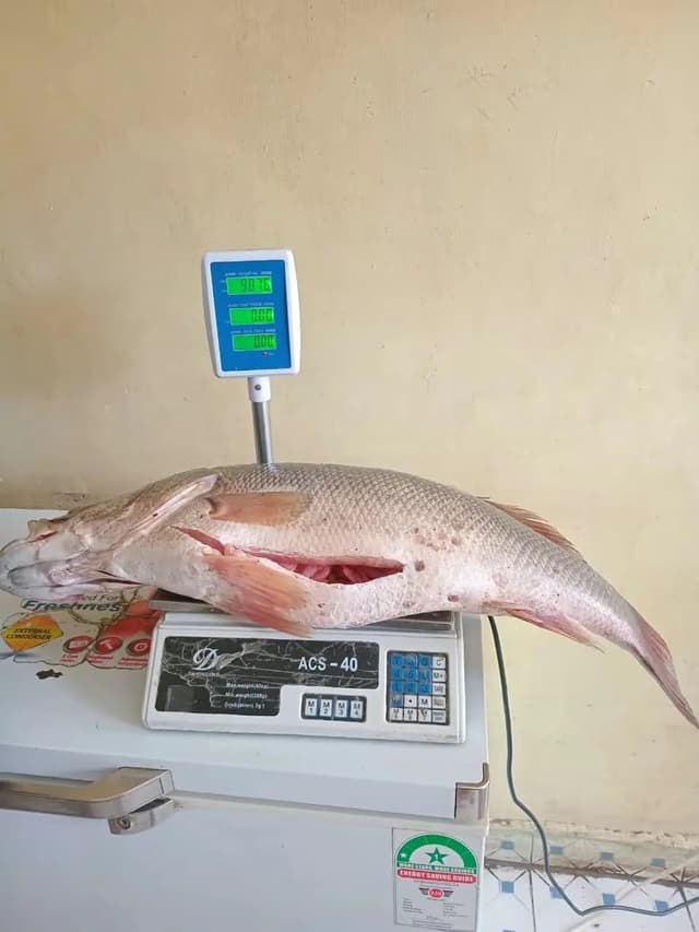 FISH.
